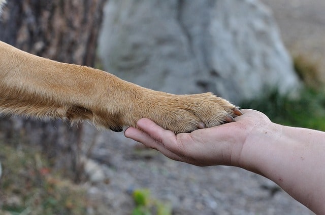 paw-548634_640-min paw-548634_640-min